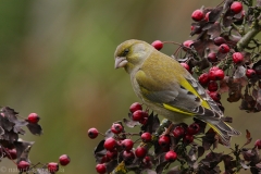 112 Grünfink - Carduelis chloris